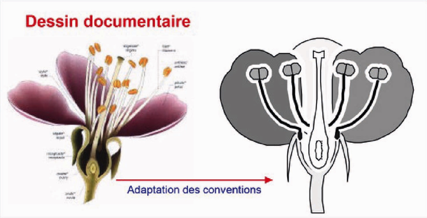 Image adaptée d'une fleur