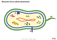 Image de la fiche SDADV