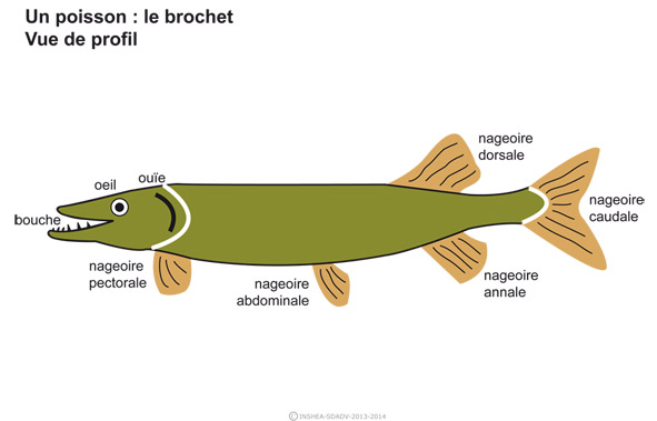 Imagette du document