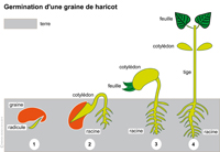Imagette du document
