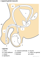 Imagette du document