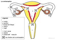 Imagette du document