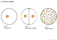 Imagette du document