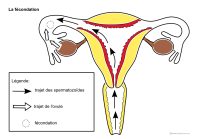 Imagette du document