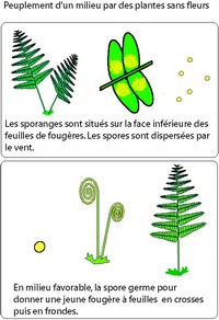 Imagette du document