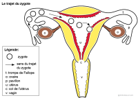 Imagette du document